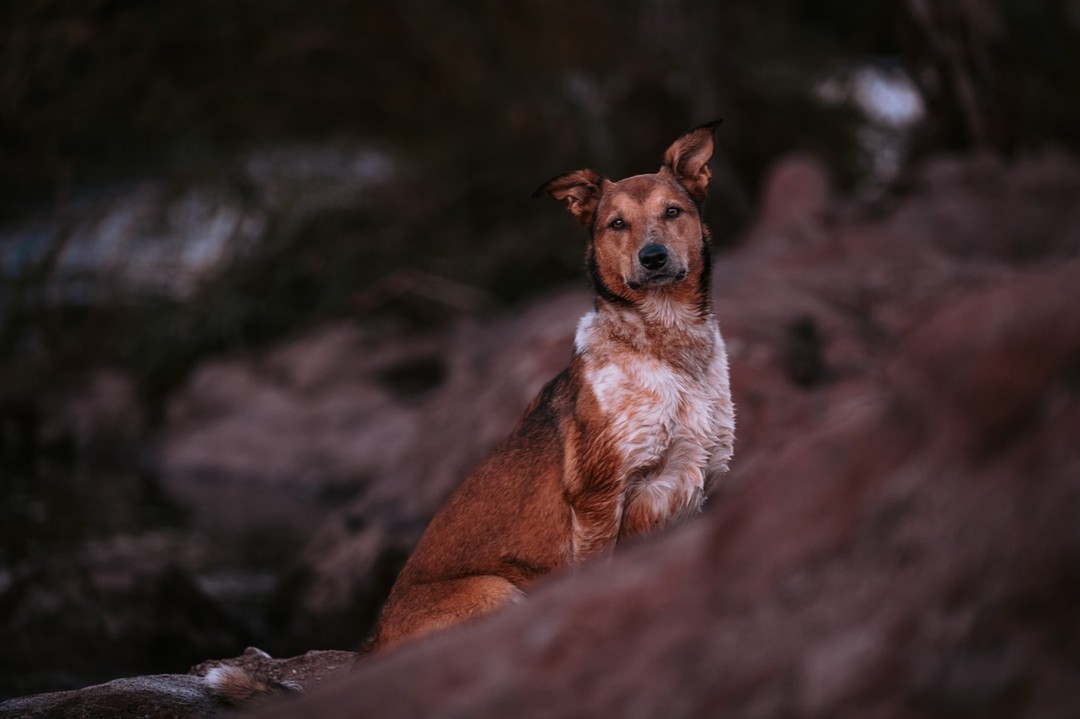 @Marissa | Canine Fitness
