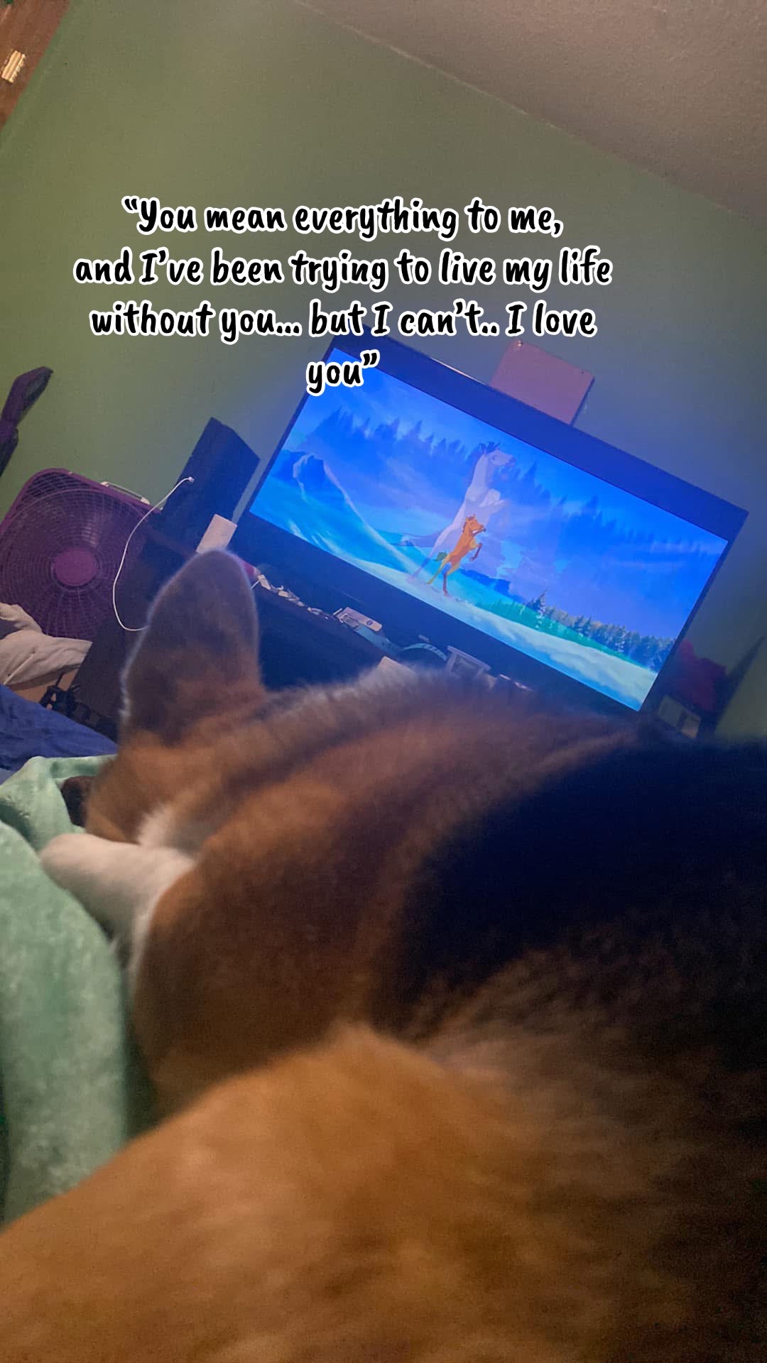 @Upsidedown&Above_corgis