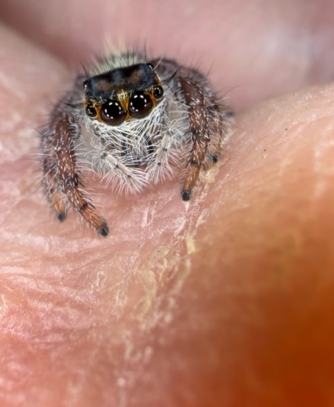 @Spider Conservatory