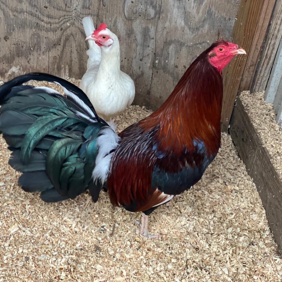 @Bryan Gamefarm