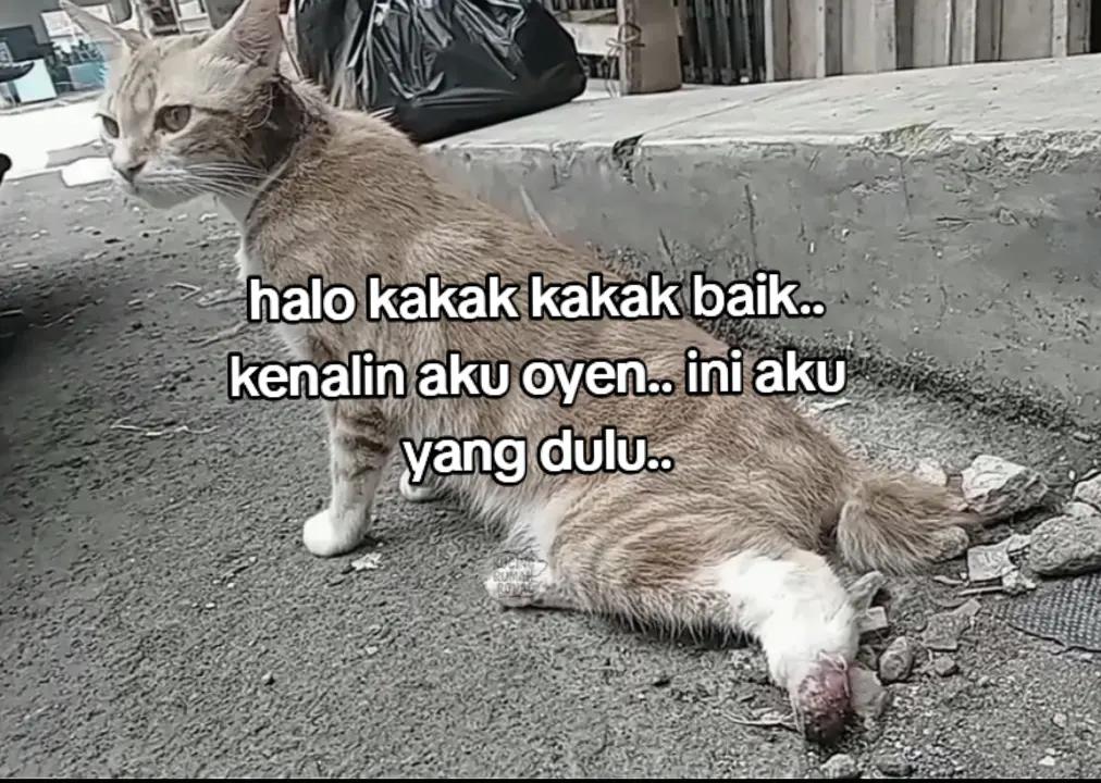 @Kucing Rumah Ronal