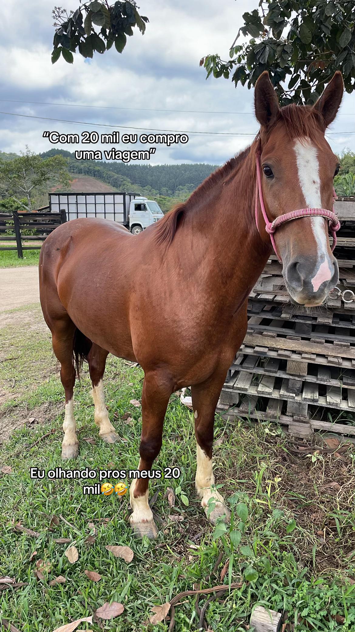 @Dona do Colorado🤎🐴