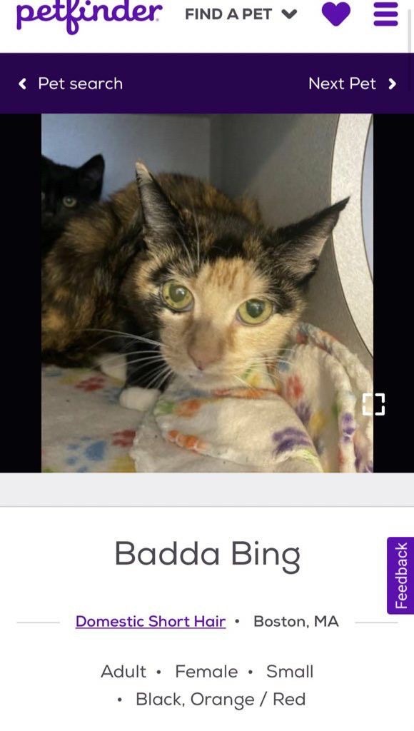 @cat memes
