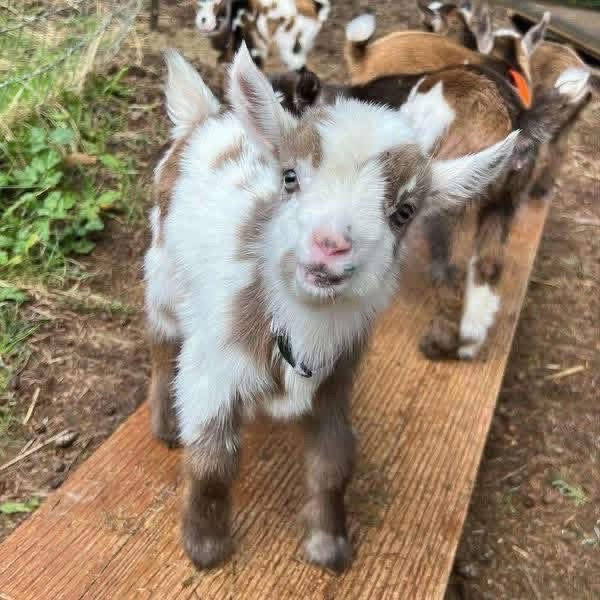 @Live stock animals ๐ชฟ๐๐๐๐ฅฌ