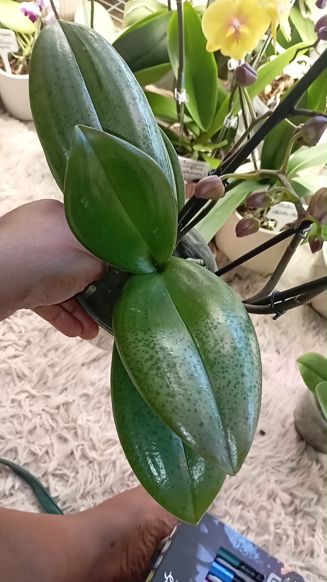@🌿🌺🌿Orchid Mama 🌿🌺🌿