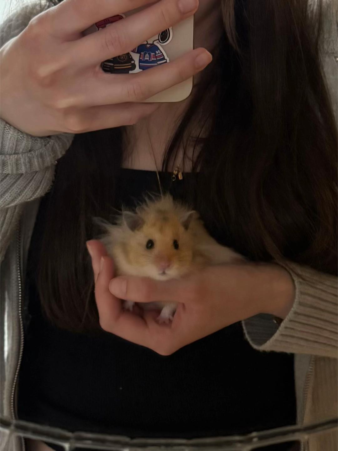 @hamsterwlw