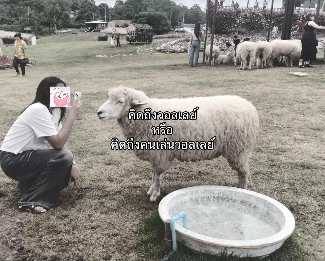 @เธรดของไอขิง 
