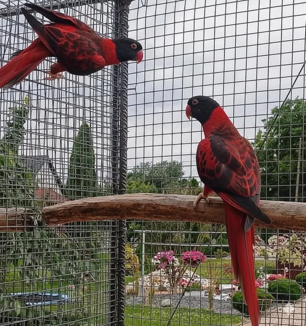 @Ring-necked Parakeets
