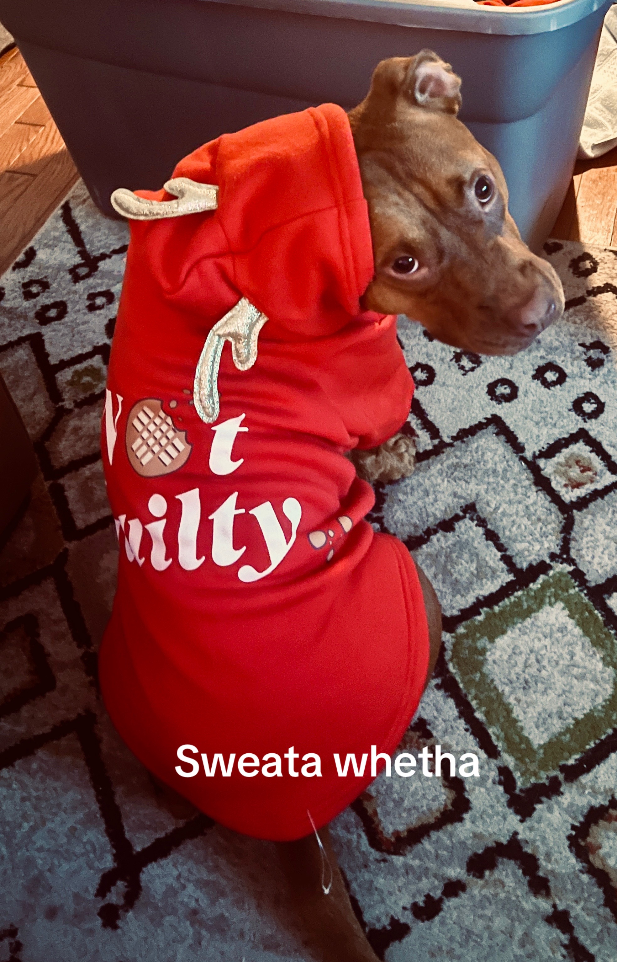 @parkcirclepetconcierge