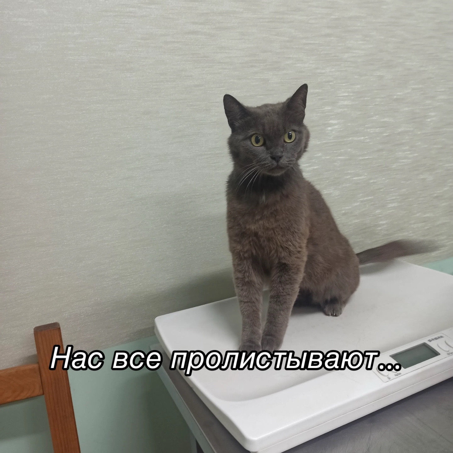 @Приют для животных Потеряшка