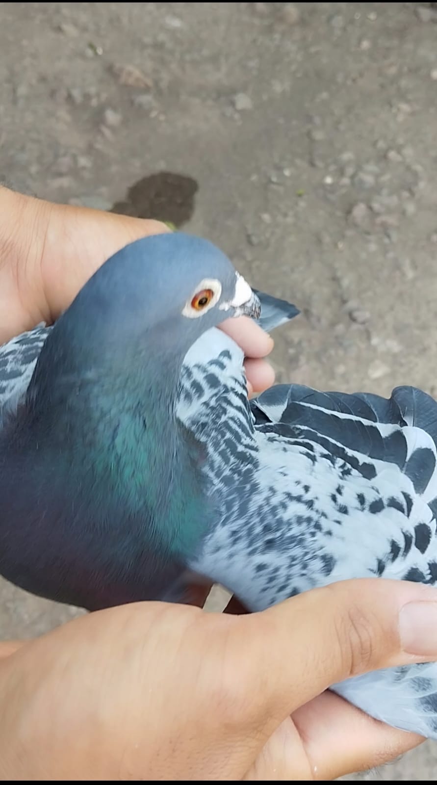 @YARIŞ POSTASI