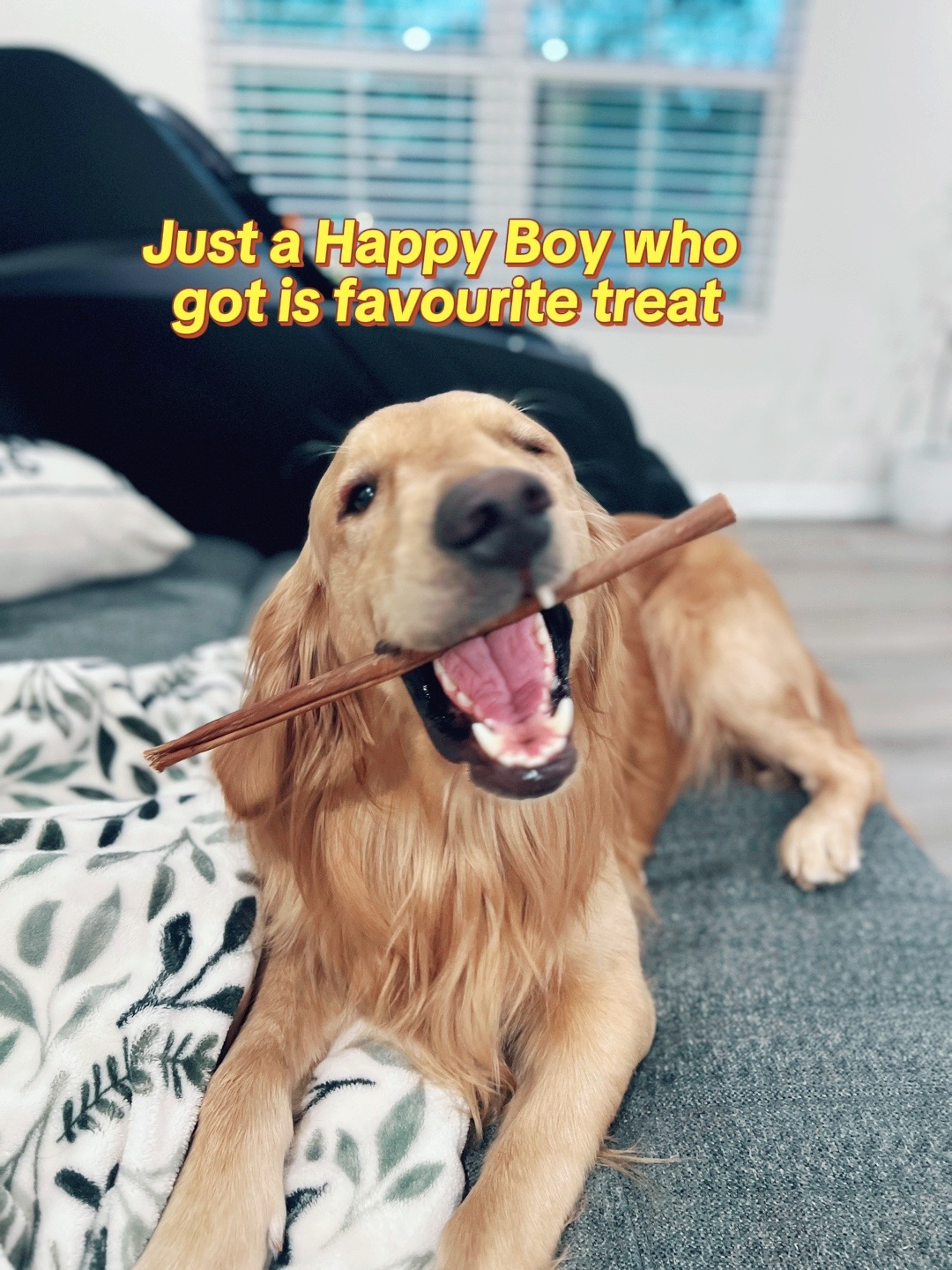 @goldenboytofu