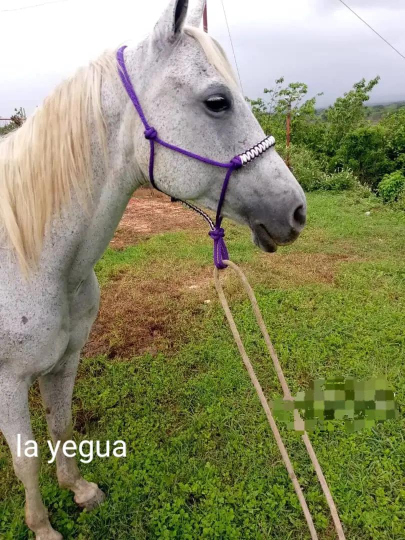 @JOSÉ DAVID
