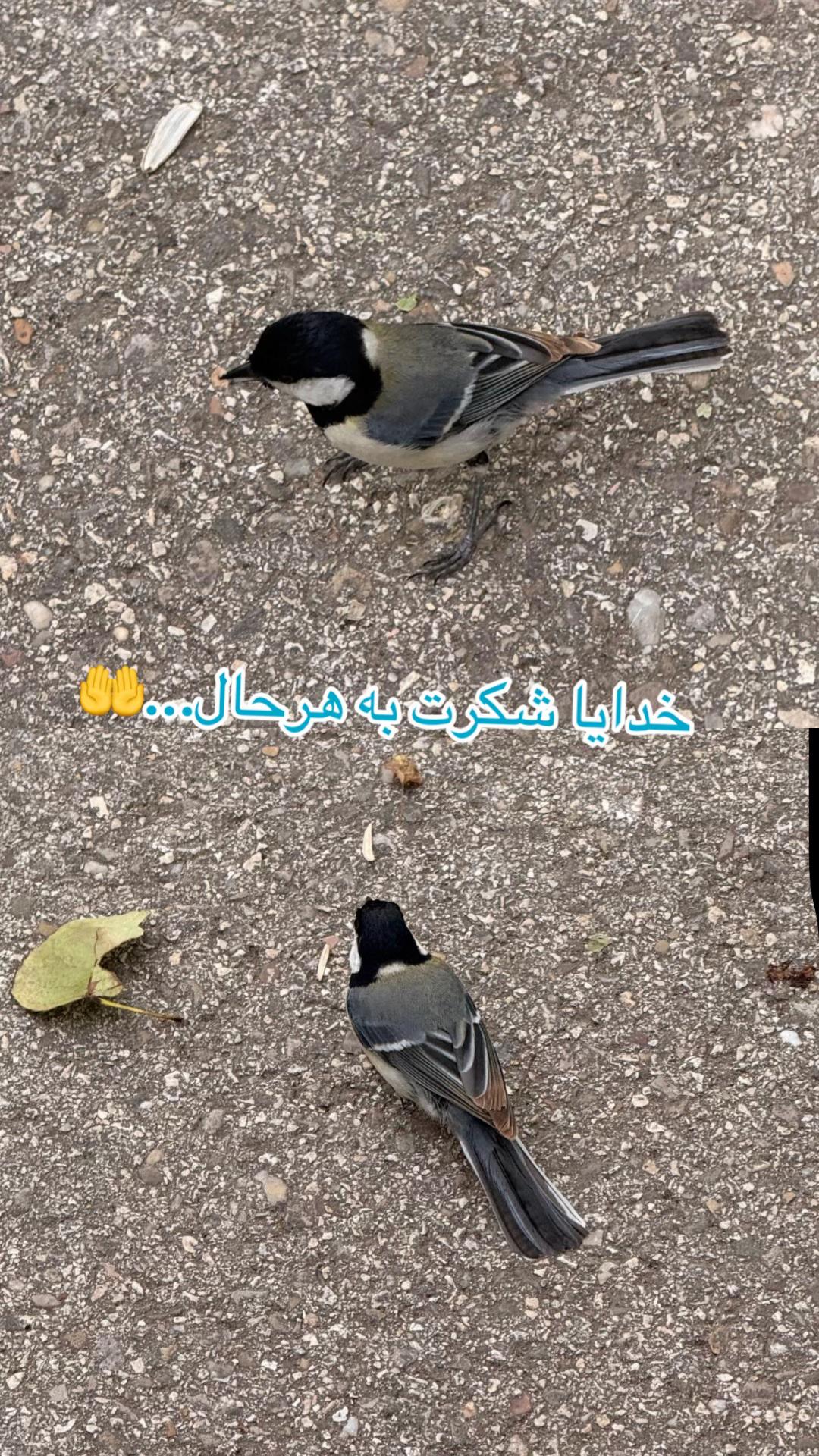 @Bano heidari🇪🇸💛🤍💙