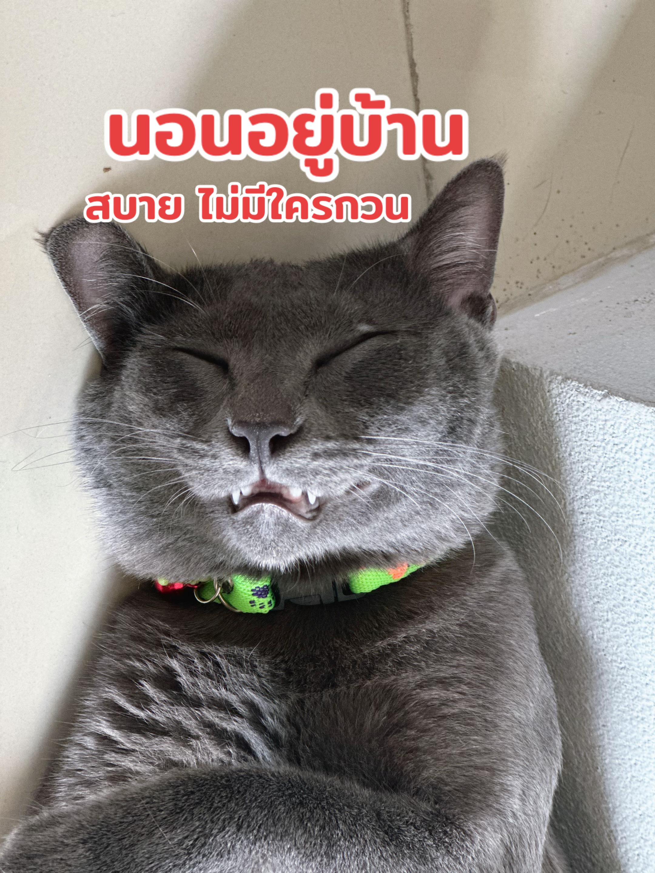 @เซลล์พี่เบลอีซูซุแพร่