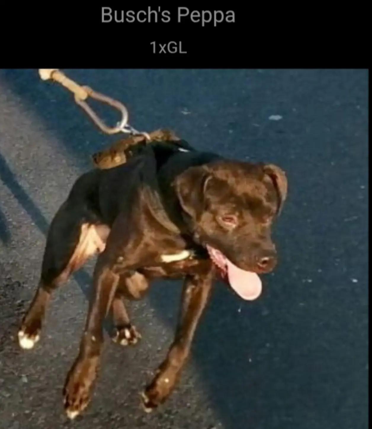 @SAAPBT_GAMEDOGS