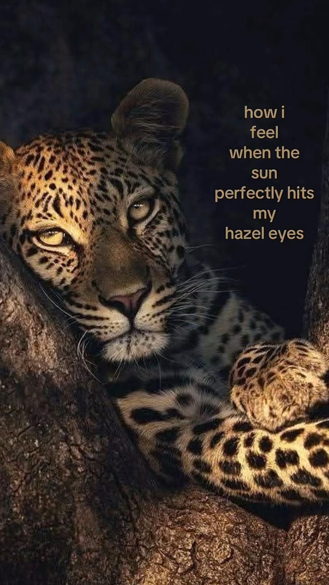 @شانون🐈&zwj;⬛