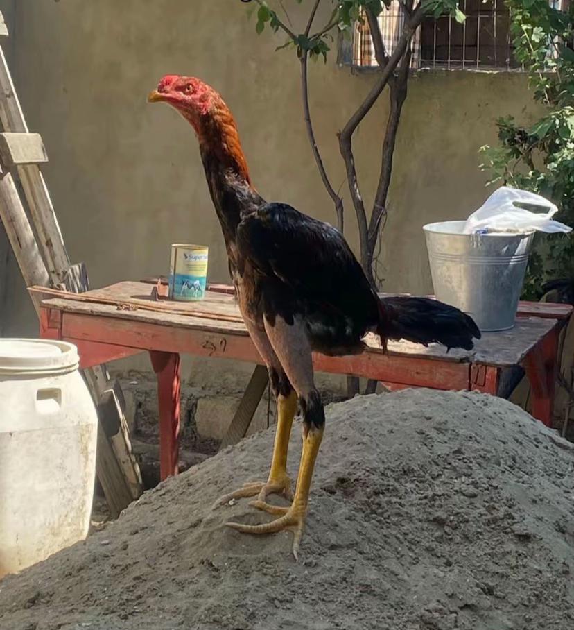 @pirsağı