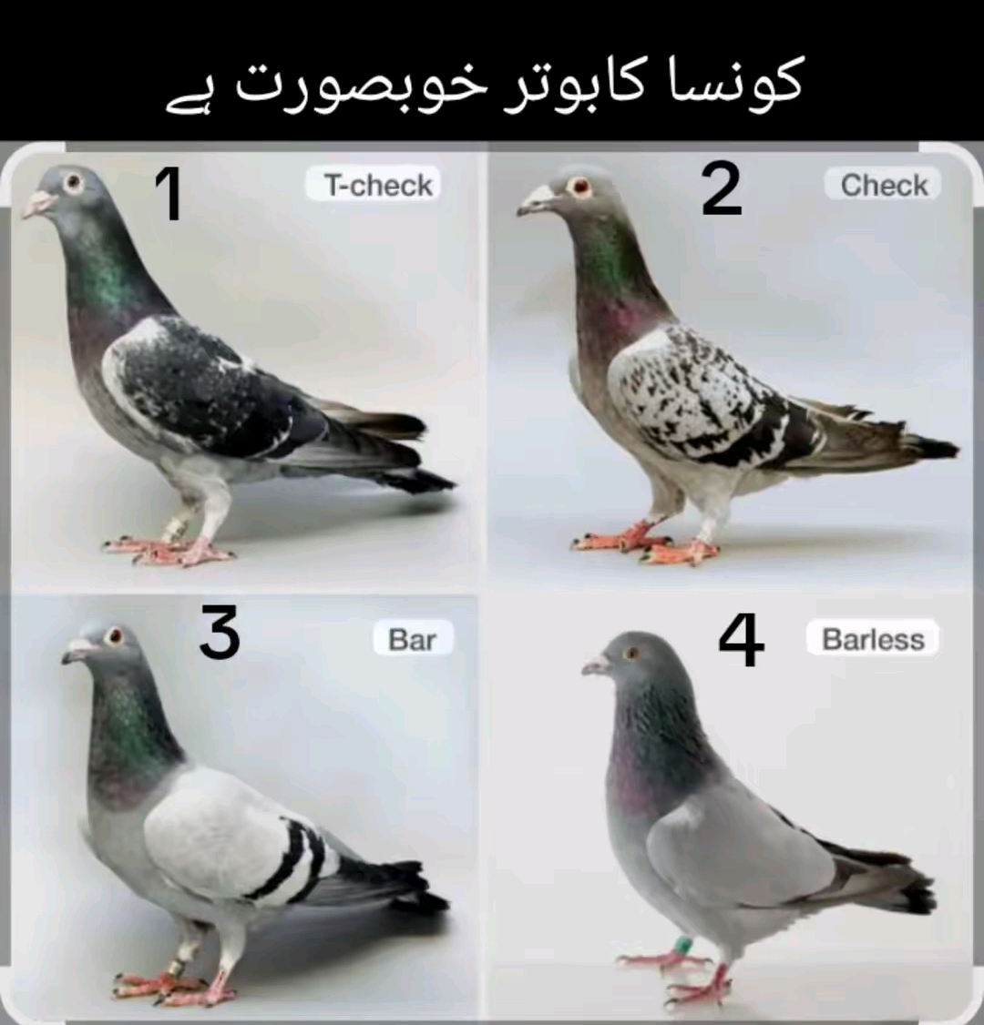 @RAJPUT