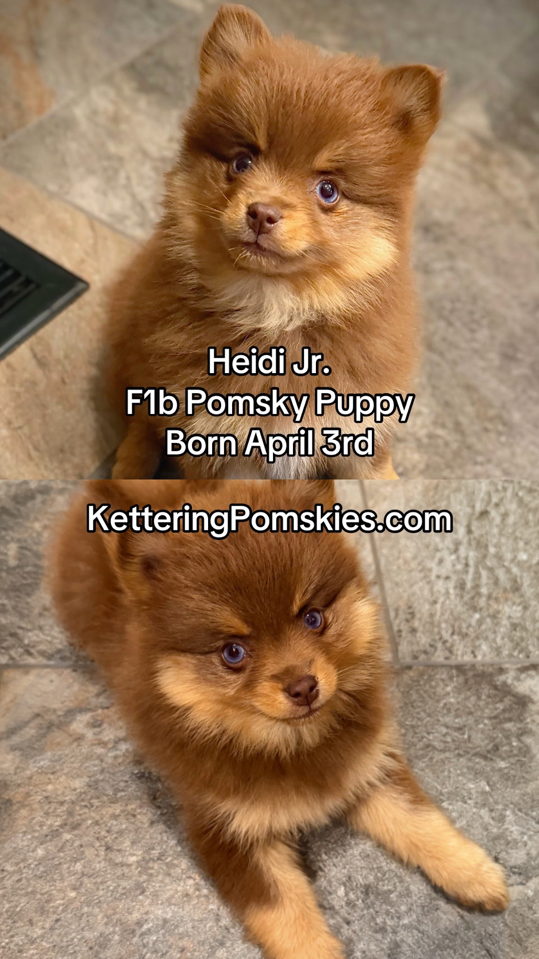 @Kettering Pomskies