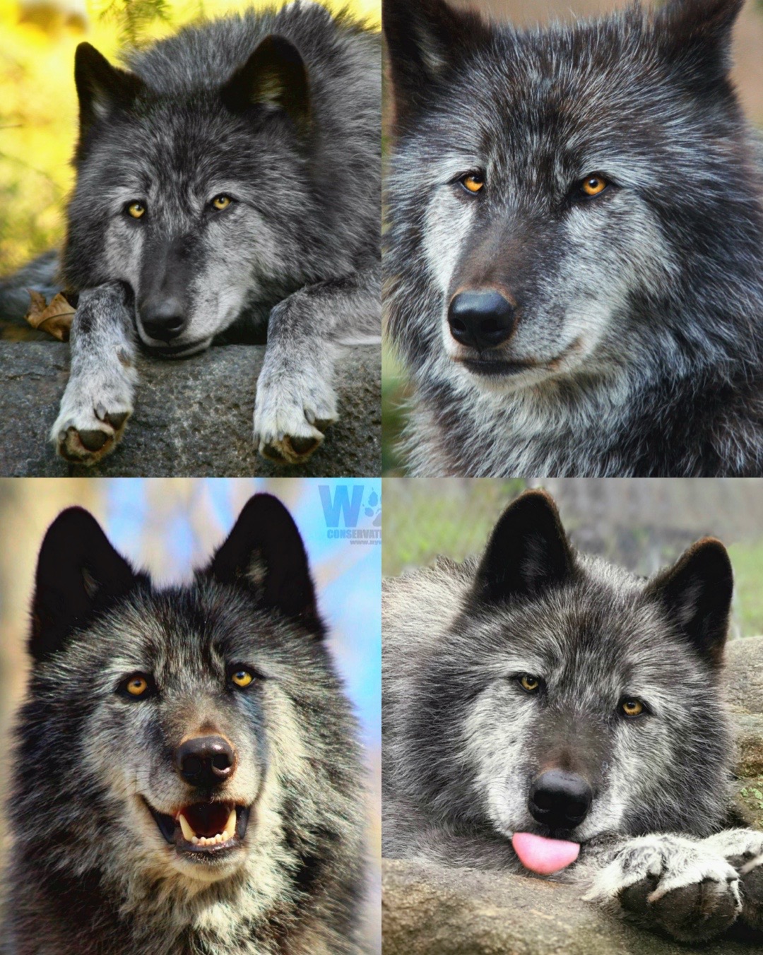 @LupinTheWolf26