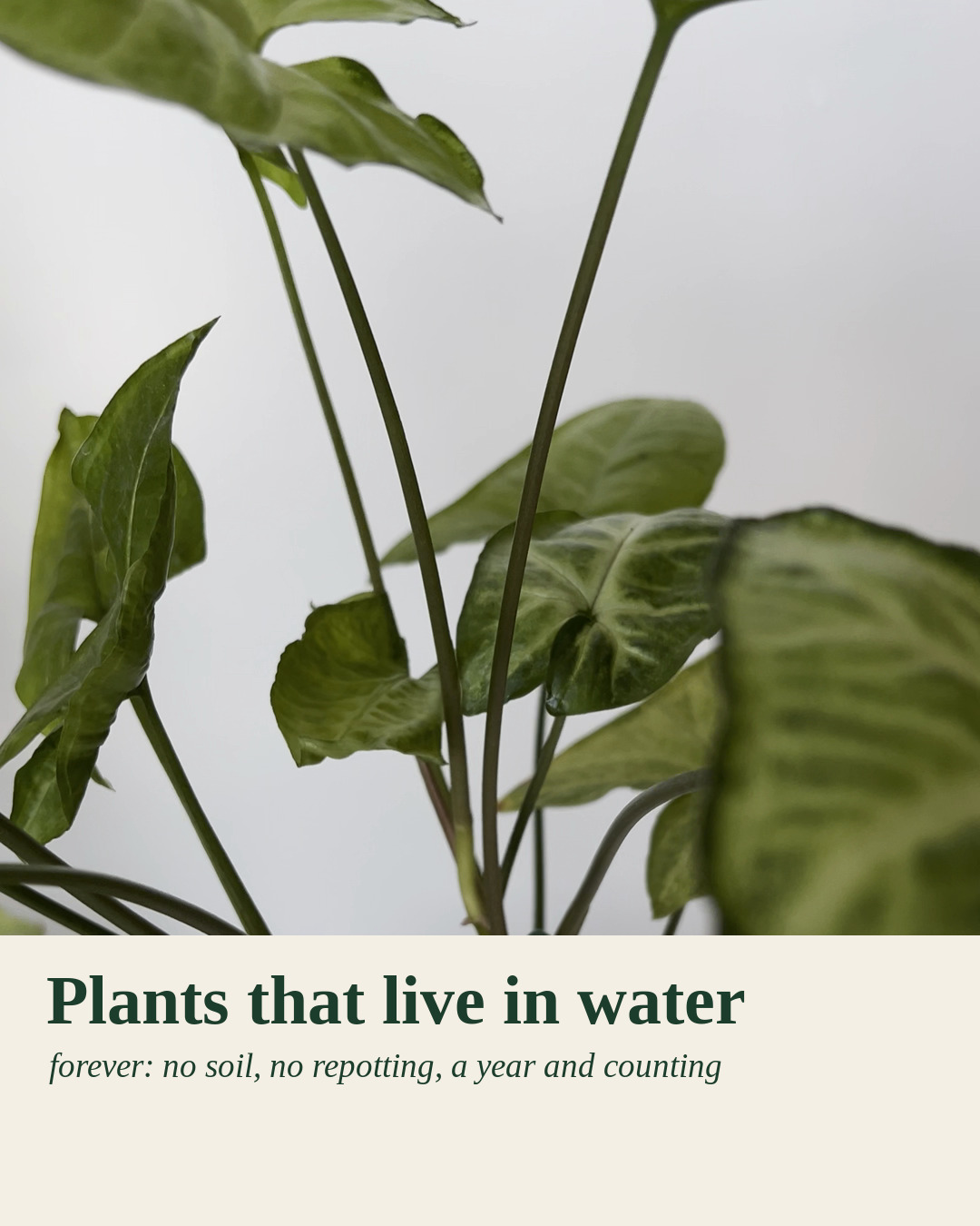 @Plant House & Garden