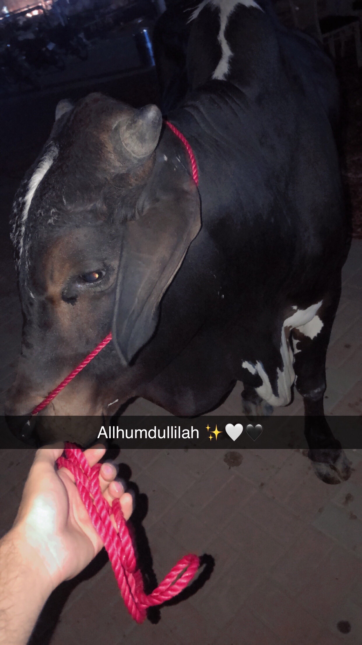 @احمد شیخ.✨🕊️