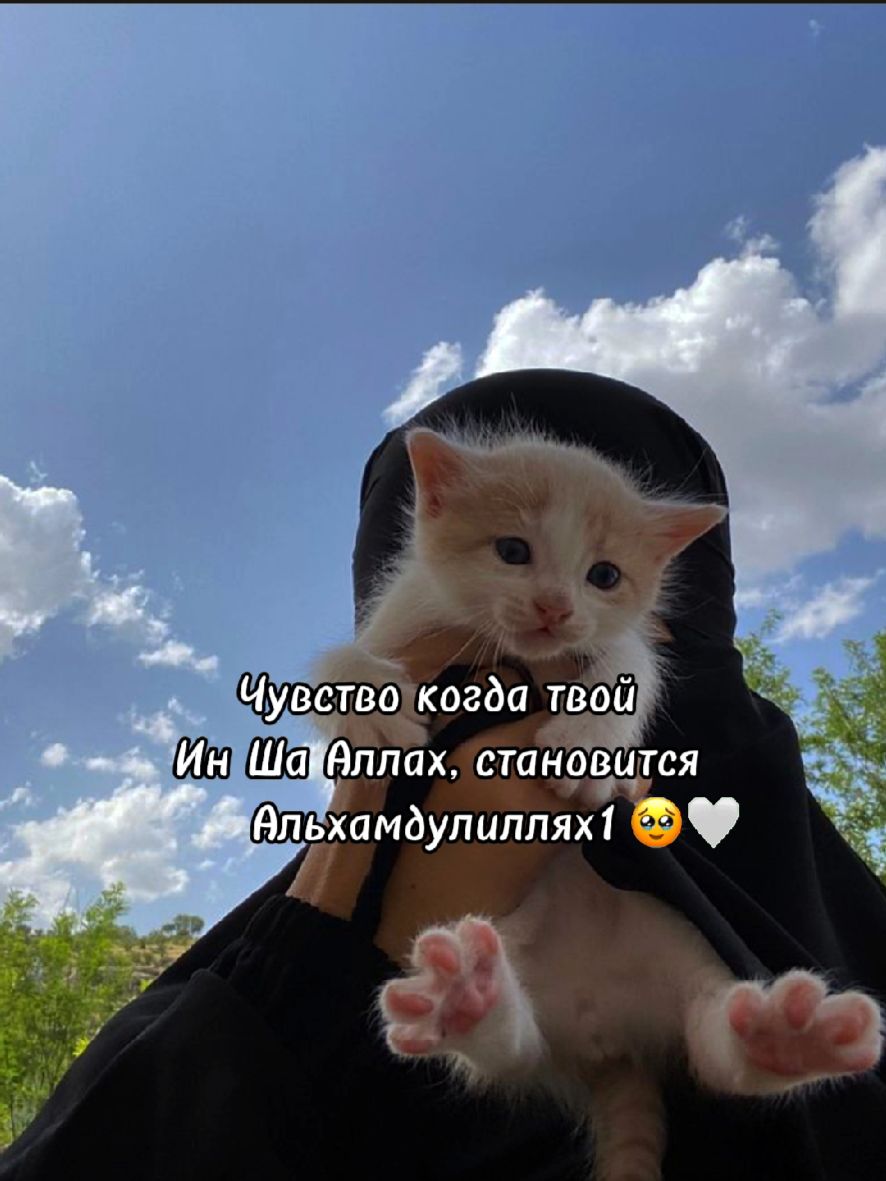 @𝐀𝐬𝐞𝐭 🇵🇸❤