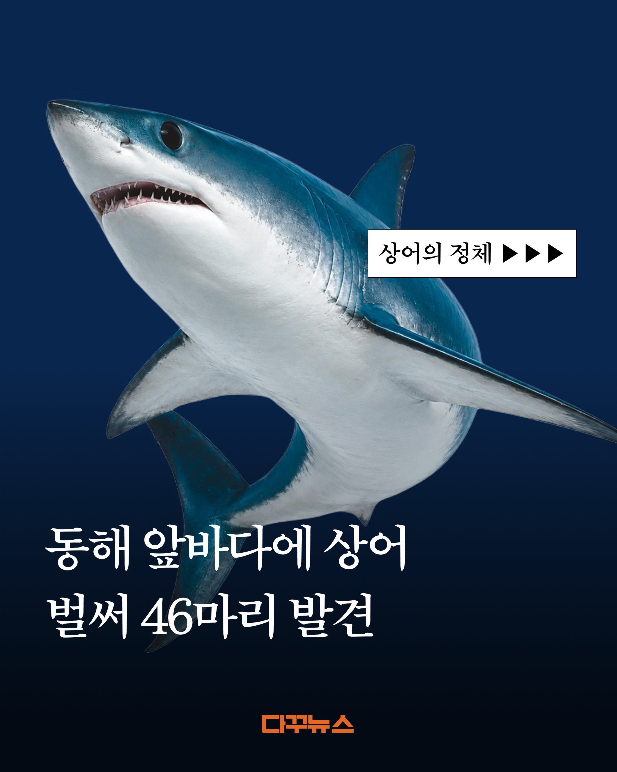 @다꾸뉴스