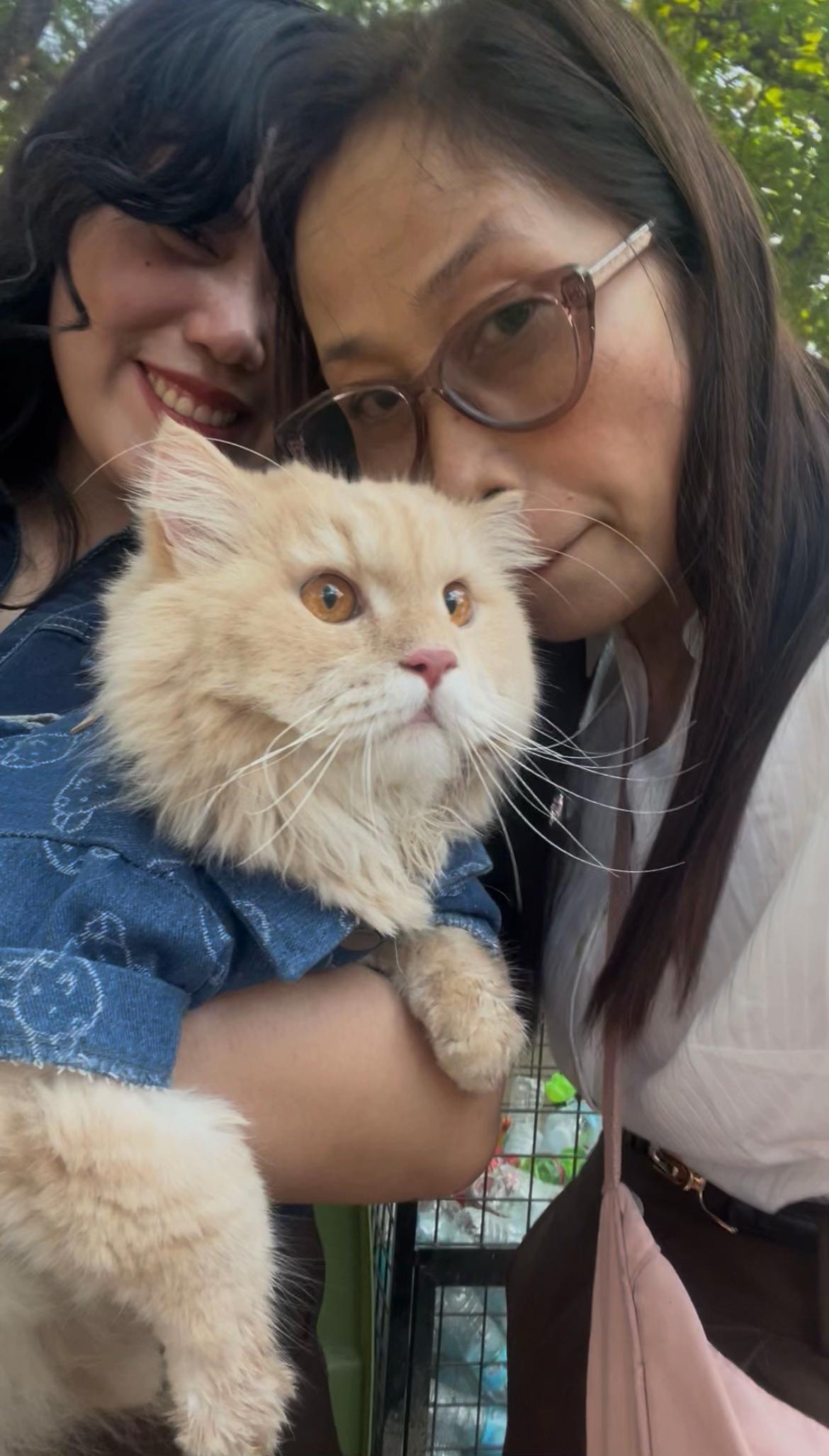@Yuki the Persian Cat