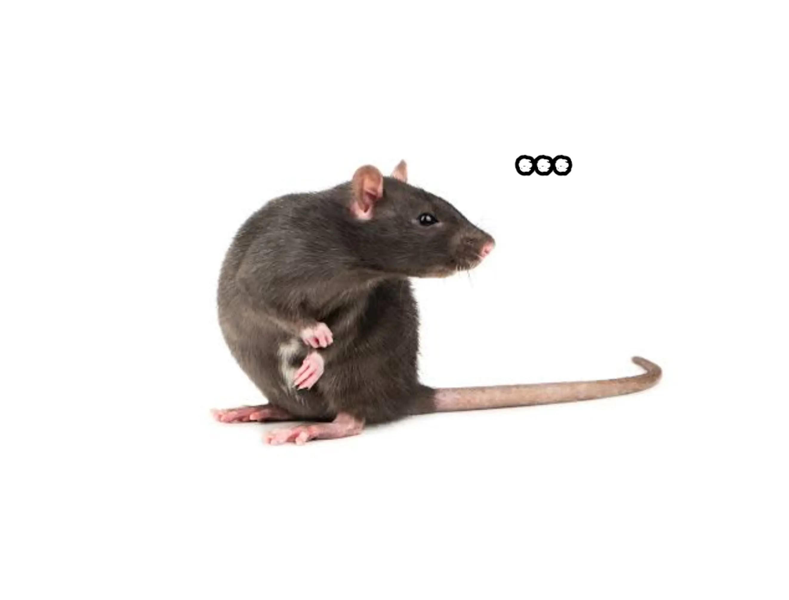 @𝗗𝗮𝗿𝗸