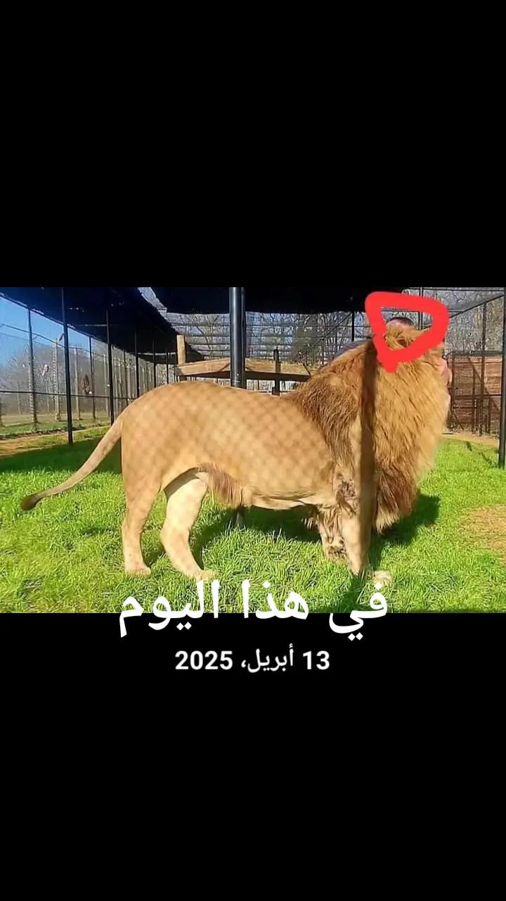 @AbdelWadodbeta 🇩🇿