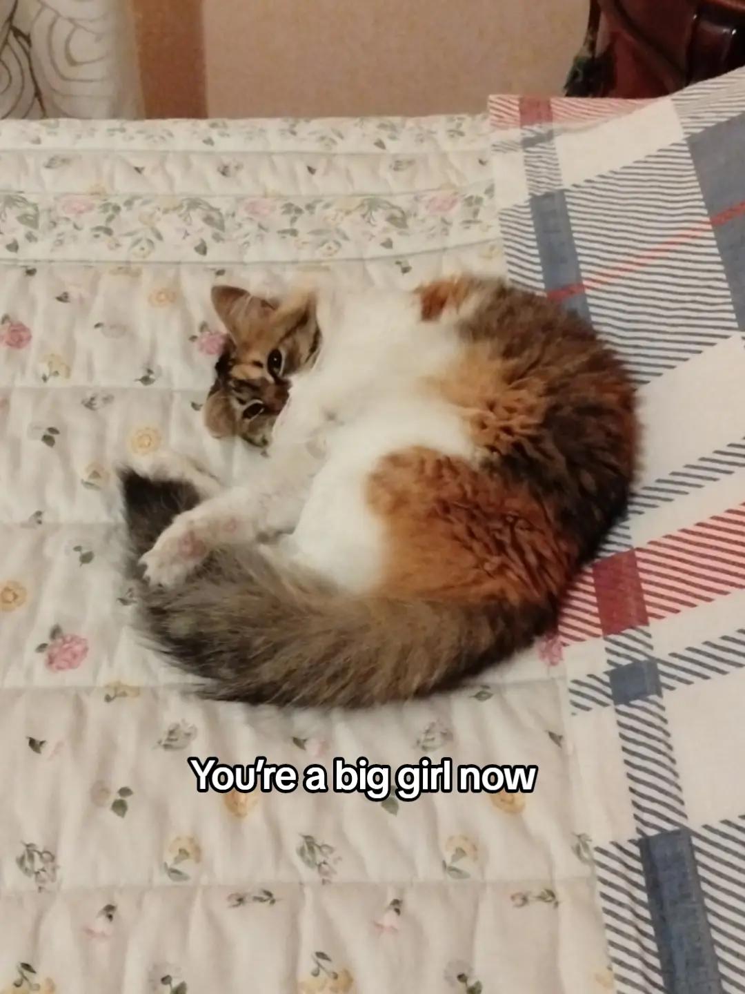@Chiara 😸