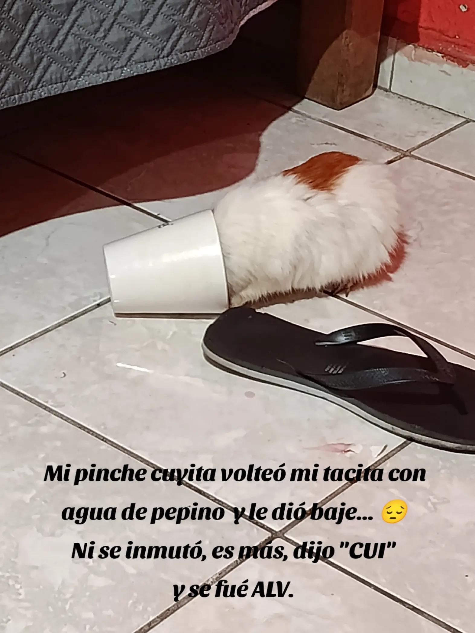 @Gianni Della Mort.