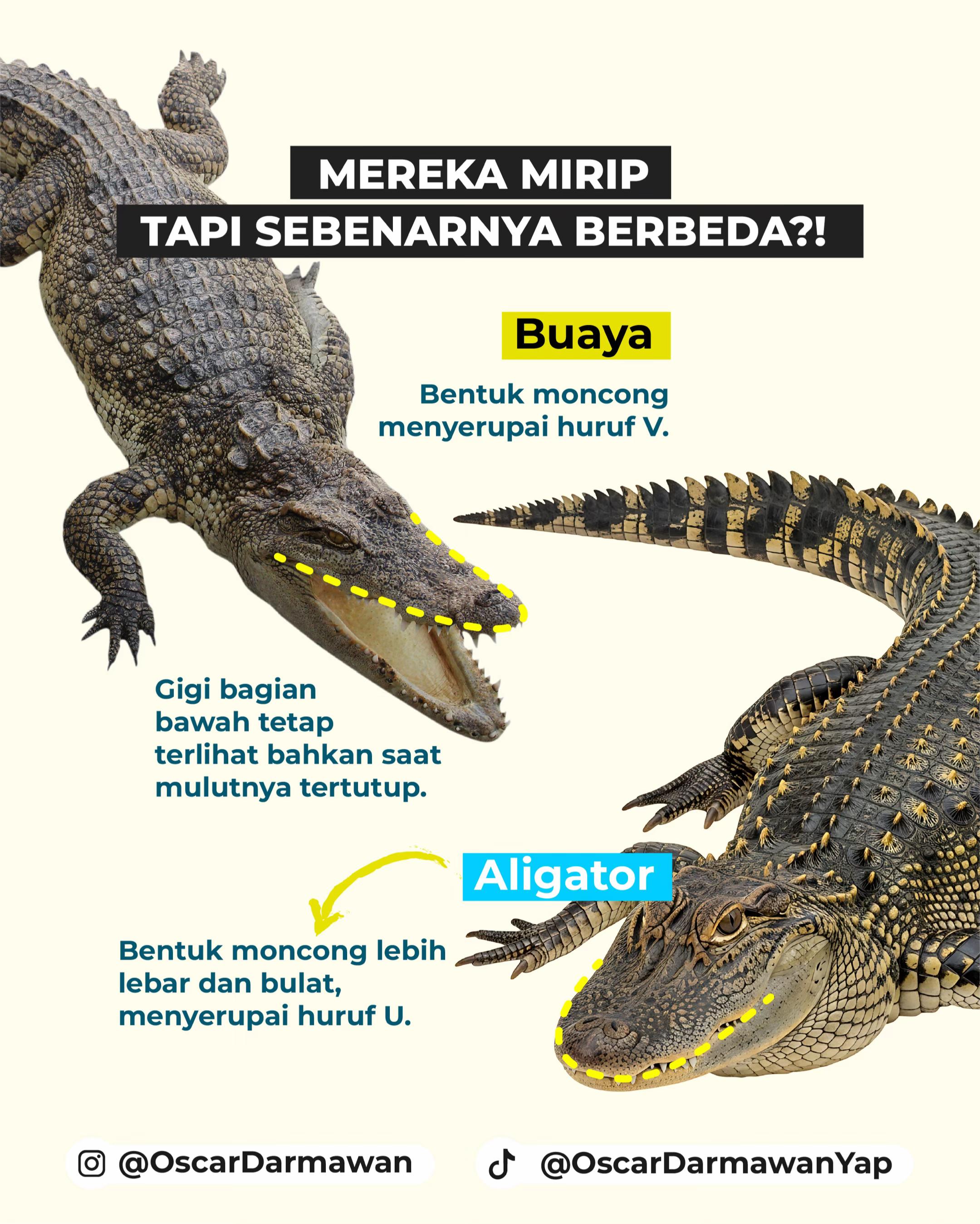 @Oscar Darmawan