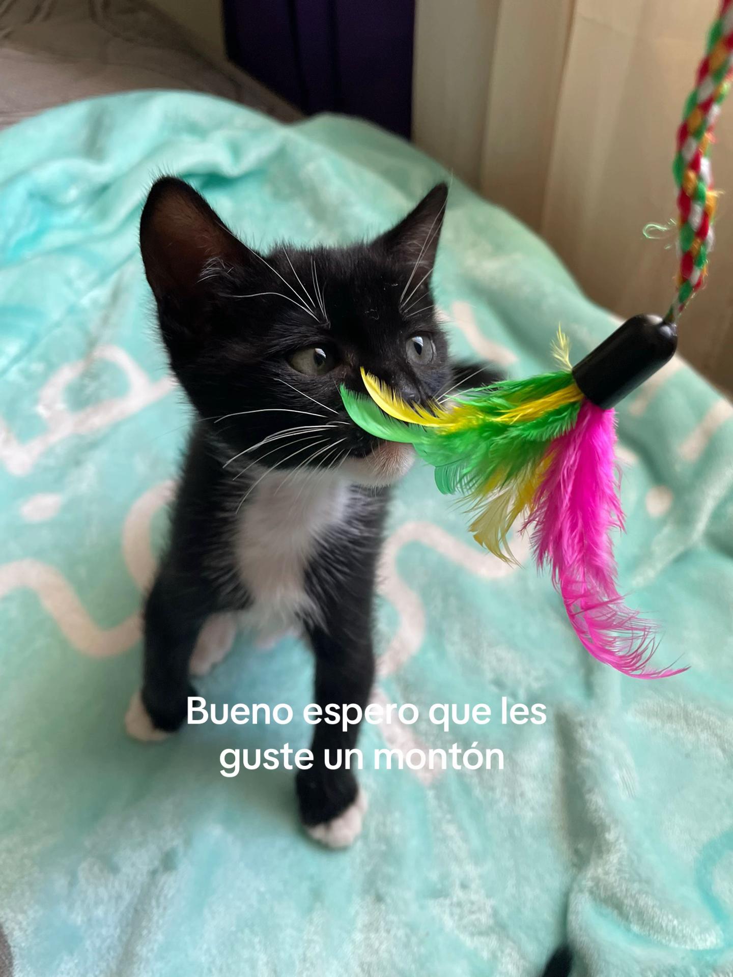 @Rayito y negrita