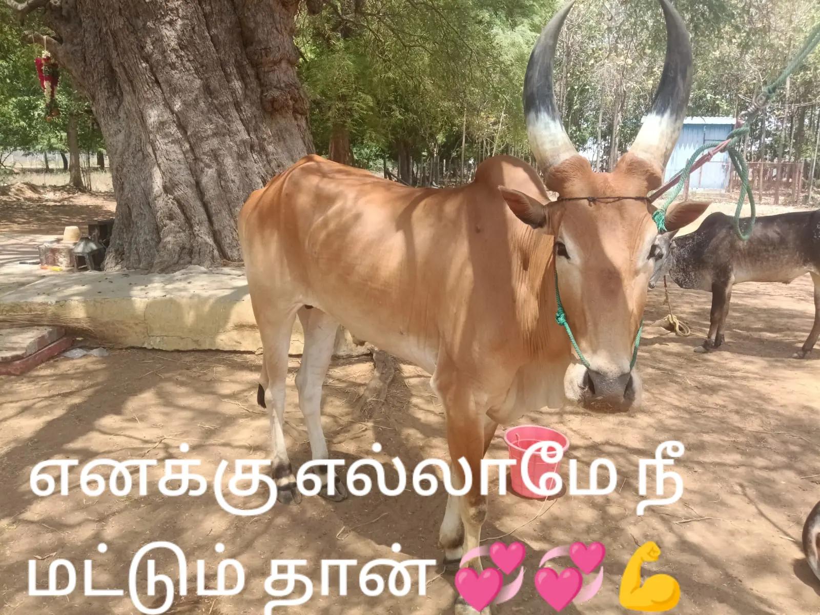 @ராஜா