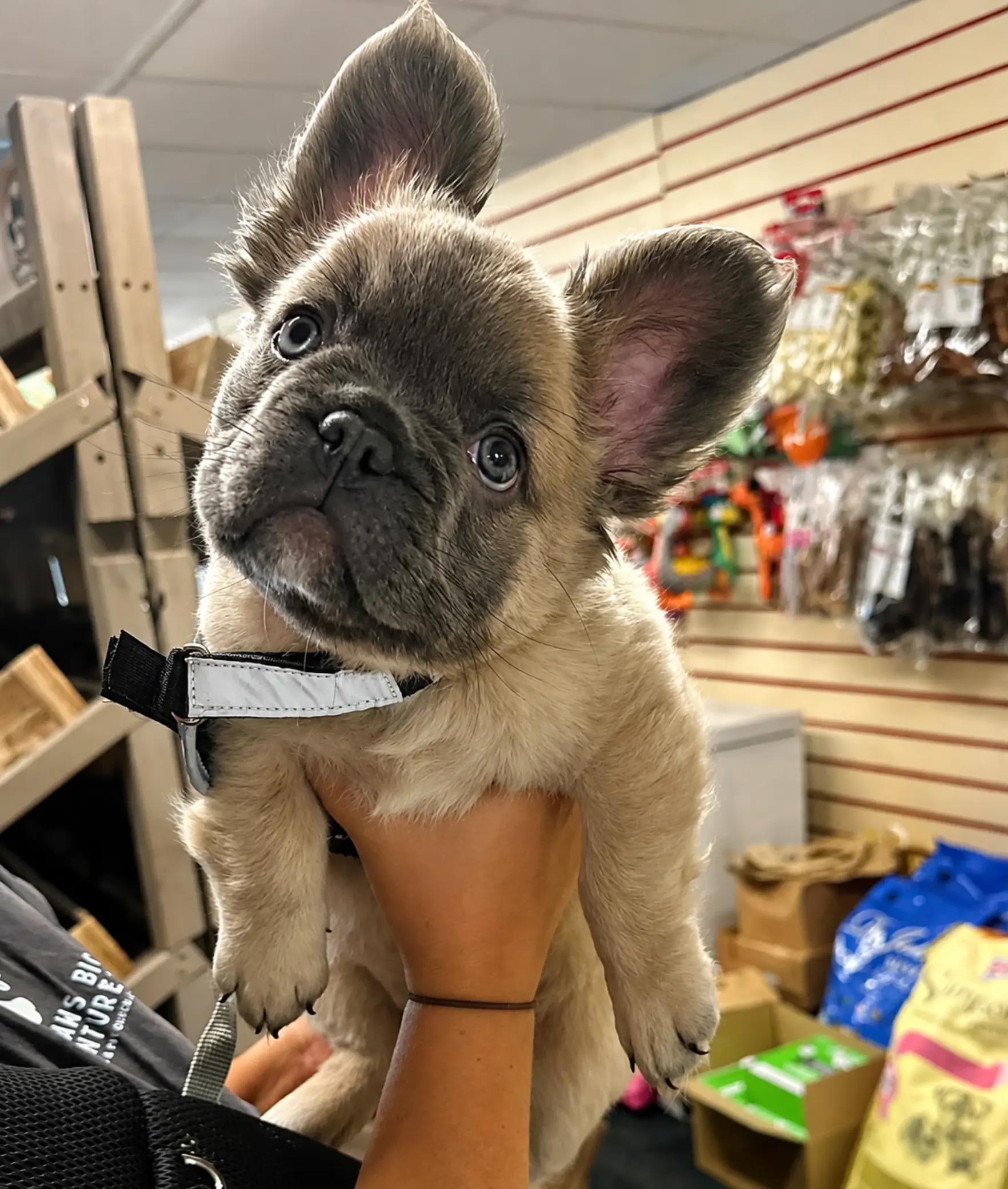 @Onyx's Pet Shop