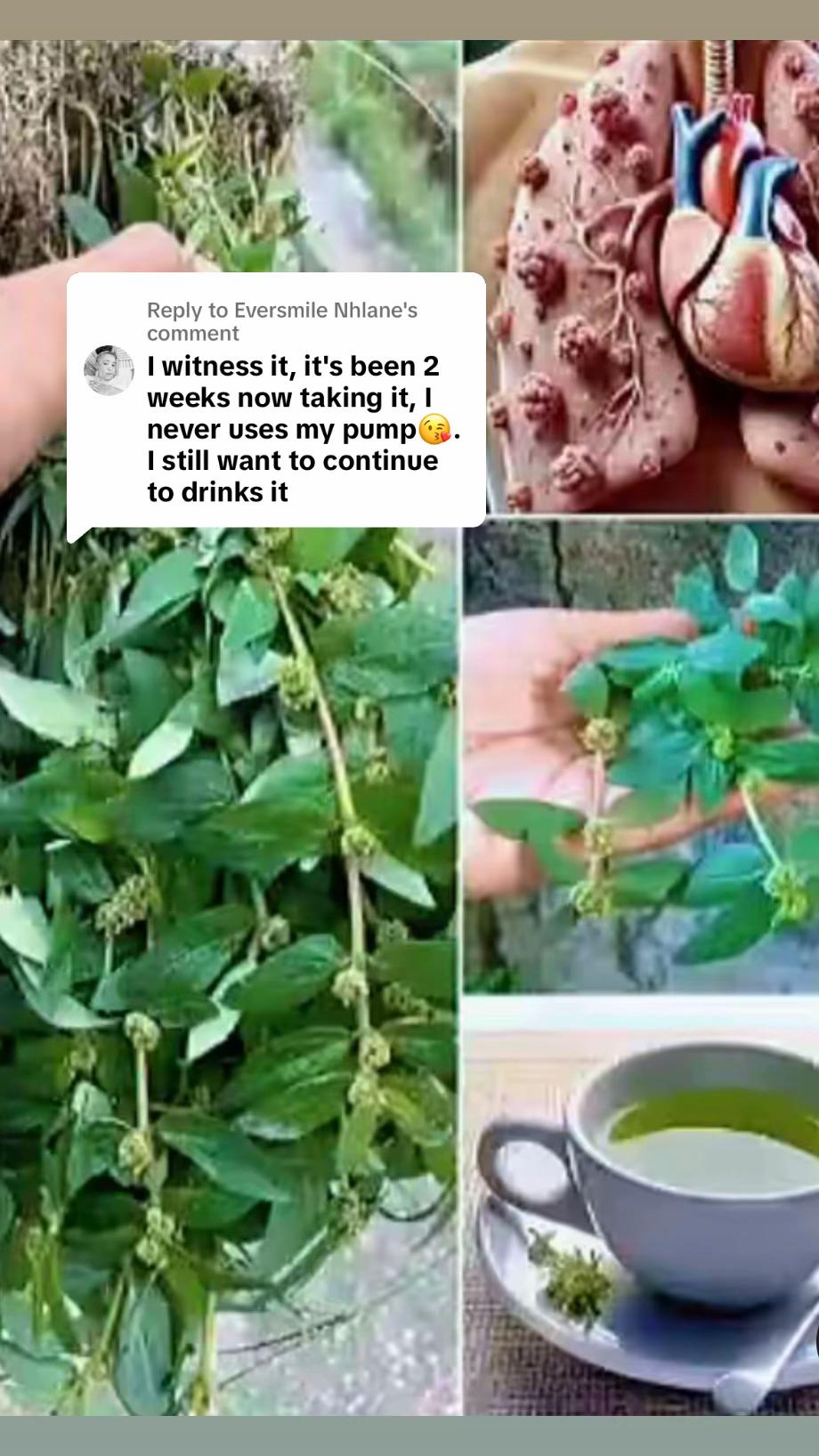 @Asthma-plant_herbalshop