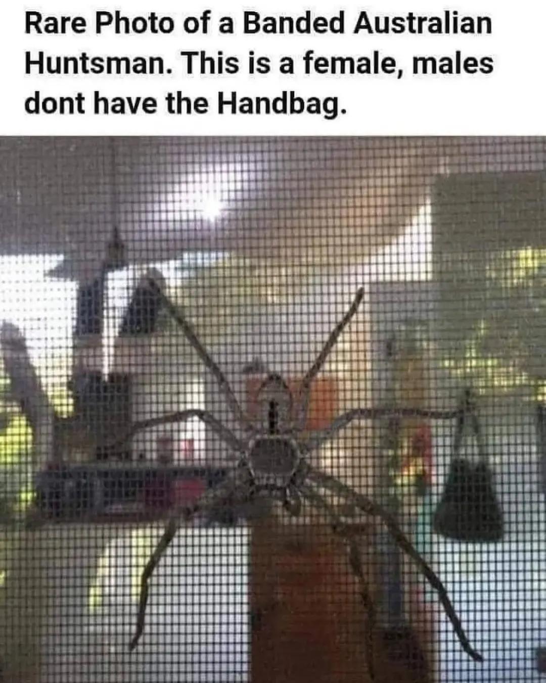 @ᴉʞoʅɟ