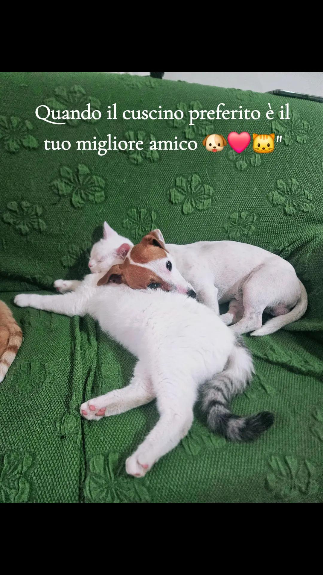 @Salvatrice Strano