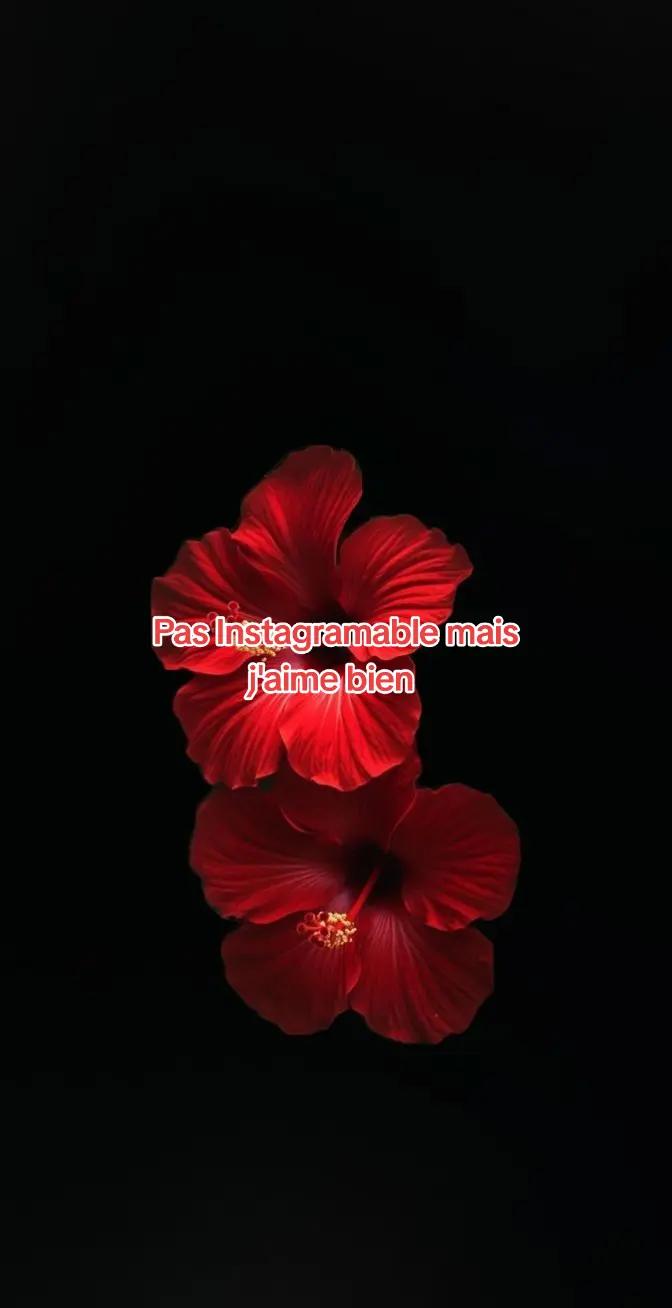 @๐๐ข๐ ๐ก๐ญ๐ฌ๐ญ๐๐ซ