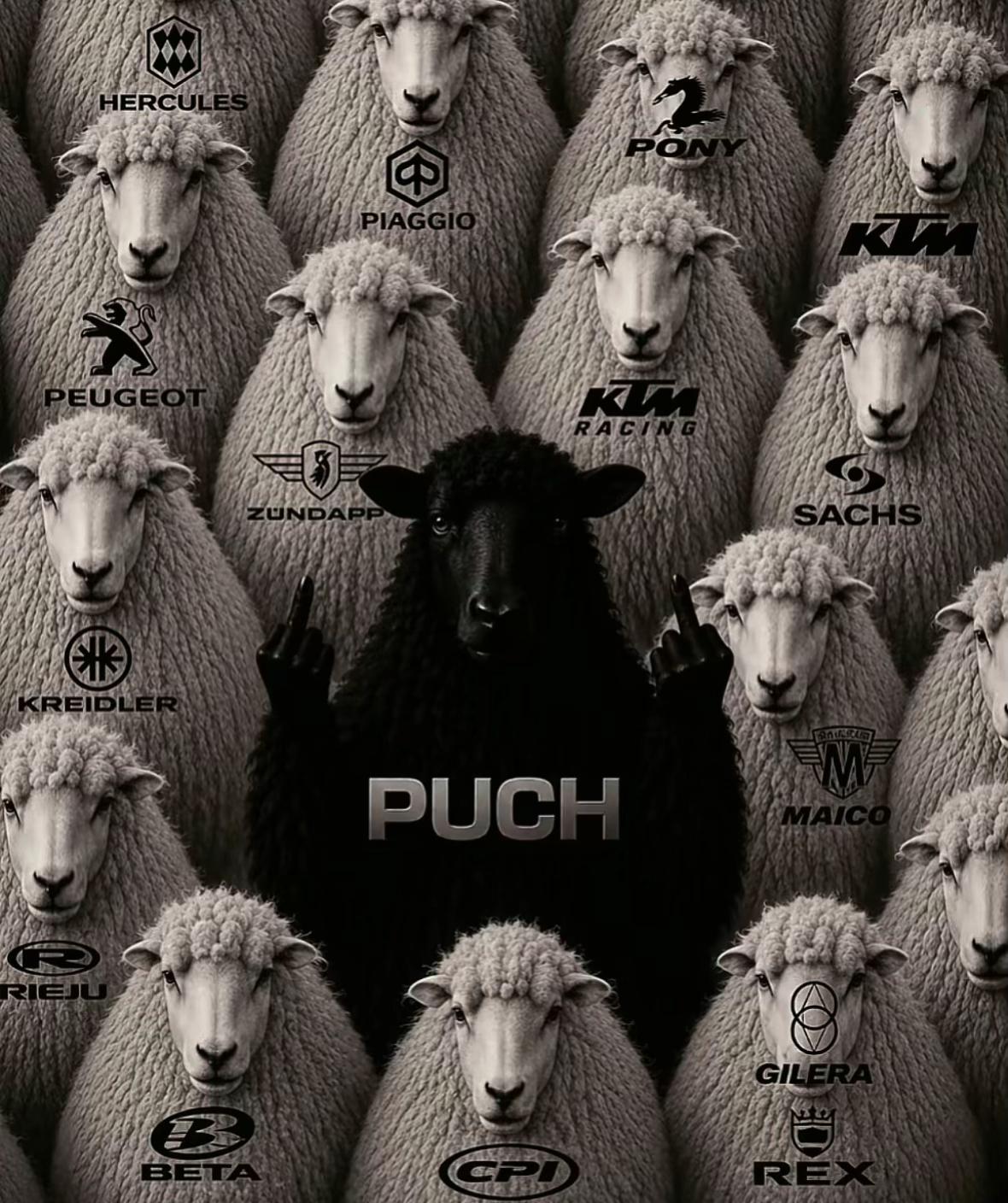 @Black_Puch_swiss