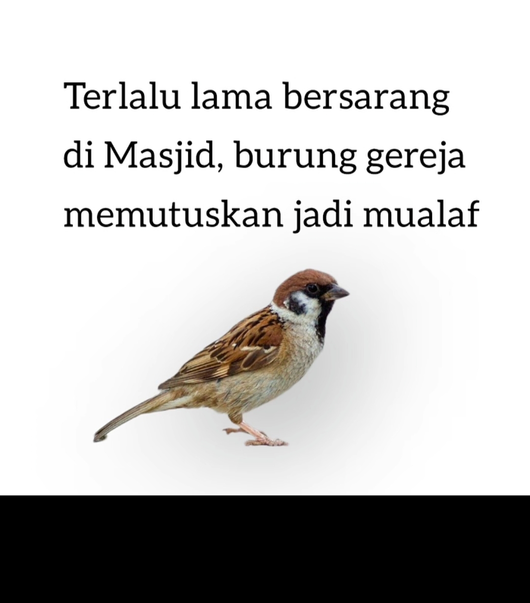 @sang musafir