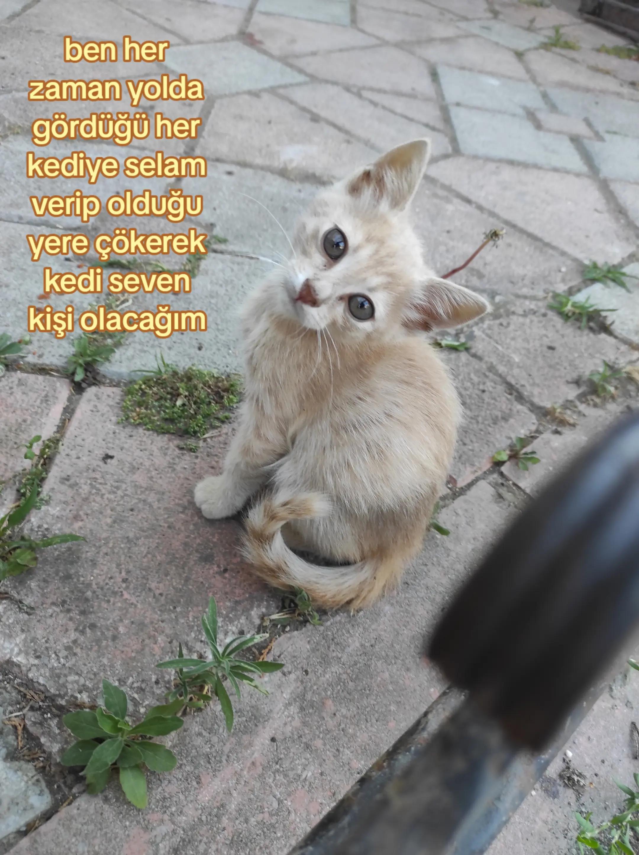 @arzukrsln