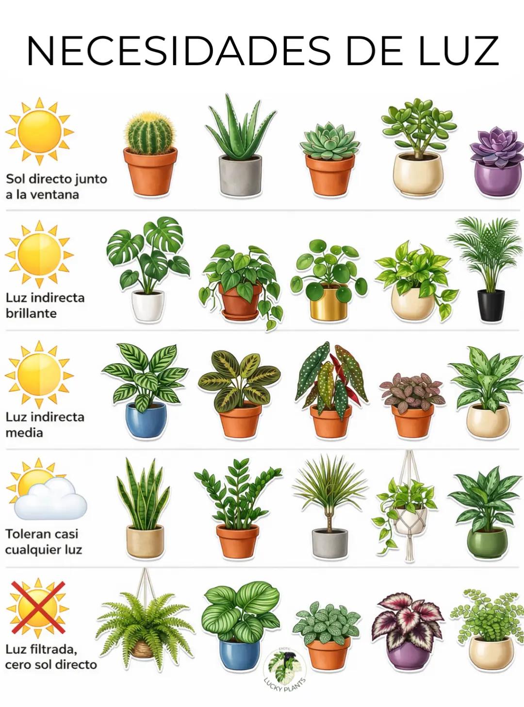 @LUCKY PLANTS
