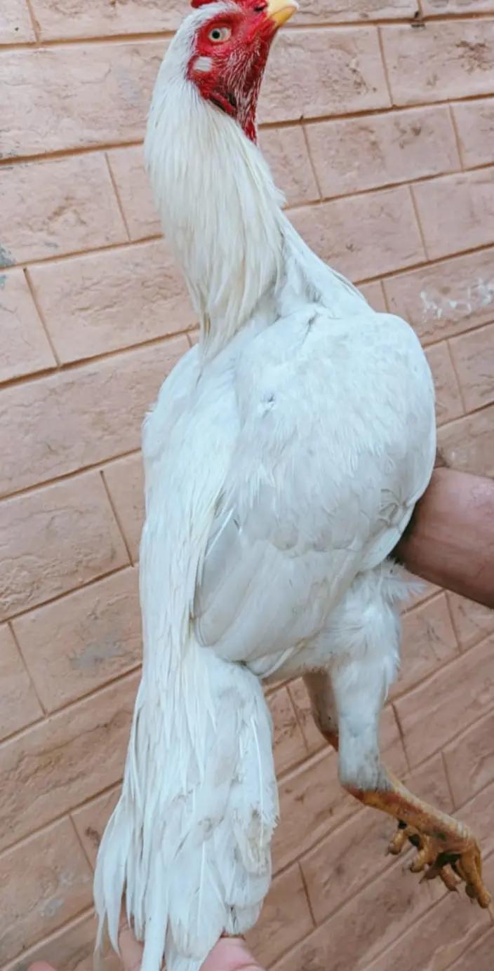 @بَابَا سَا٘ئیں٘