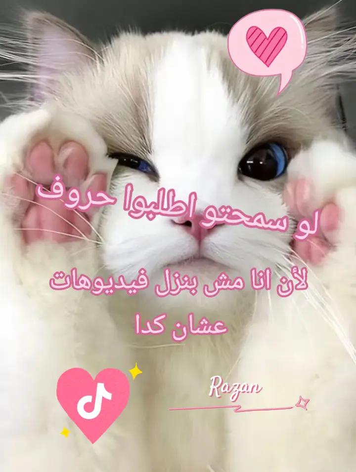 @𝑅𝑎𝑧𝑎𝑛ฅ^&bull;ﻌ&bull;^ฅ