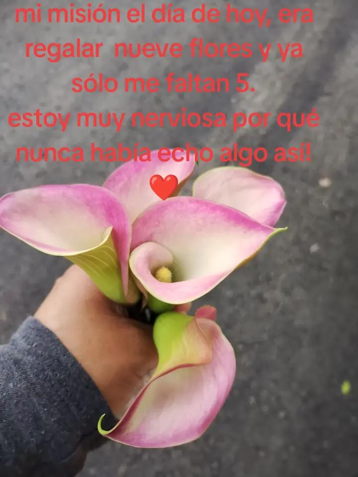 @Andrea Carranza