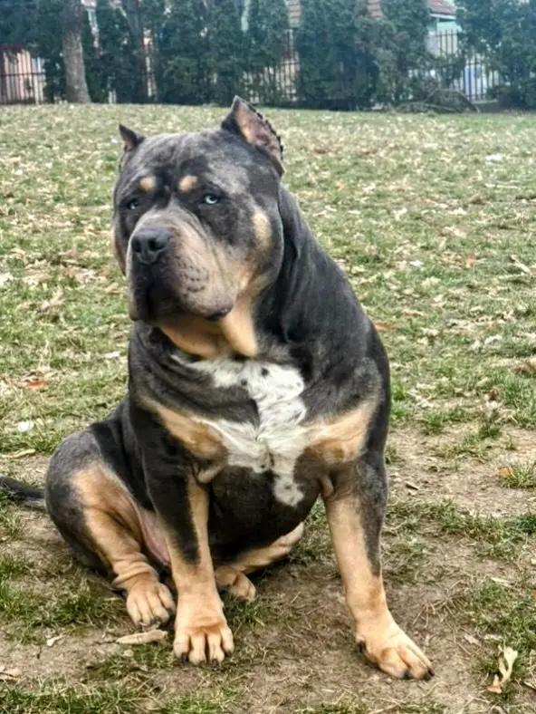 @serbianbully